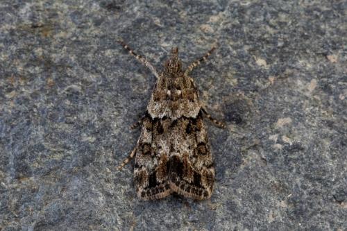 Anarpia incertalis